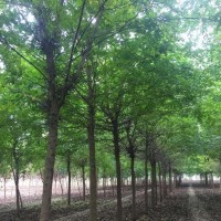 供应皂角树树苗大量批发  皂角苗 规格多样绿化工程树皂角树