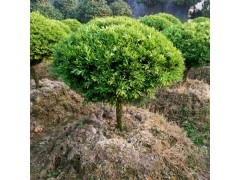 ​瓜子黄杨球 瓜子黄杨球价格 瓜子黄杨球批发 瓜子黄杨球苗圃图1