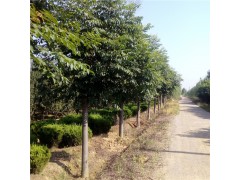 出售8公分楸树 9公分梓树价格 10公分楸树基地图1