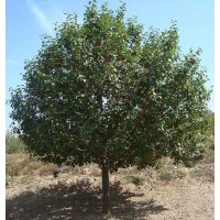 厂家出售大海棠树 海棠树品质有保证 17-18公分西府海棠