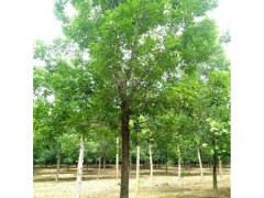 基地常年供应白蜡 白蜡树 销售白蜡树规格齐全量大从优图1