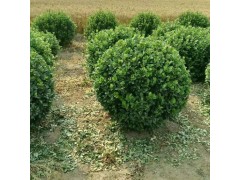 大型黄杨球图2