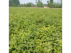 出售金银木 金银木小苗 丛生金银木 基地直销 金银木图1