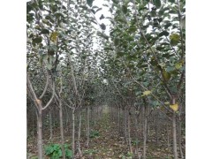 苹果苗 批发优质嫁接苹果树 矮化苹果树图1