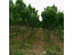 盐松基地 优质盐松 苗圃批发盐松柽柳 山东盐松繁育基地图1