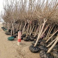 6-10公分樱花樱花树/l洛阳樱花树一级树 樱花苗 樱花树