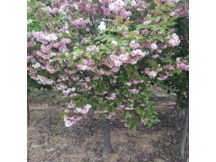 6-10公分樱花樱花树/l洛阳樱花树一级树 樱花苗 樱花树图2