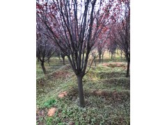 专业种植红叶李 8-10公分红叶李的价格 红叶李苗图3