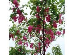 河北香花槐 12公分香花槐价格 河北香花槐基地，香花槐图1