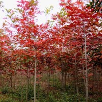 批发 红栎小苗 北美红栎 欧洲红栎小苗 北美红栎基地