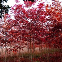 欧洲红栎小苗