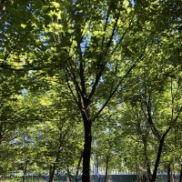 供应五角枫 基地供应绿化苗五角枫优质丛生五角枫