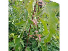 茶条槭 批发茶条槭 20公分 40公分 50公分茶条槭价格图1