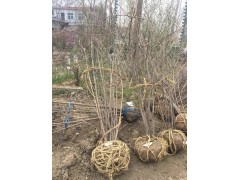 丛生腊梅,河南腊梅,鄢陵腊梅,河南腊梅,丛生腊梅基地图1
