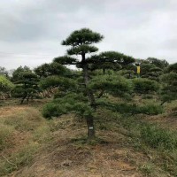 黑松小苗 黑松树苗 景松、黑松景松 黑松大树 黑松盆景