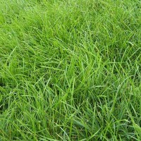护坡绿化马尼拉 价格低  供应广西马尼拉草坪