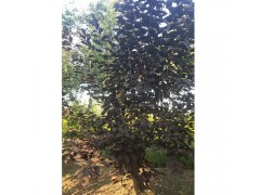 紫叶稠李图1