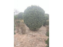 大叶黄杨球图1