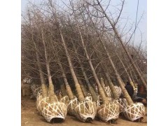 银杏树 2-50公分银杏树规格齐全 专业银杏树种植基地图1
