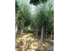 风景树行道树垂柳育苗基地长期供应垂柳苗绿化苗木垂柳图1