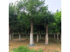 爆款直销20公分国槐 基地大量出售30公分国槐图1