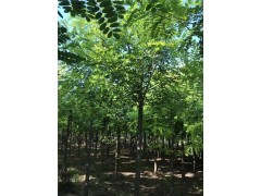 出售12公分的刺槐树 刺槐价格2-15公分刺槐 欢迎致电图1