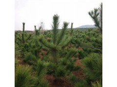 黑松 黑松小苗 黑松树苗 大黑松 盆景黑松 黑松树图3