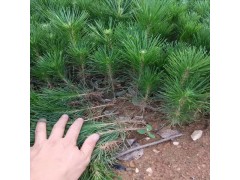 黑松小苗图2