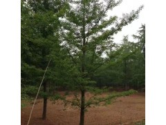 银杏树图1
