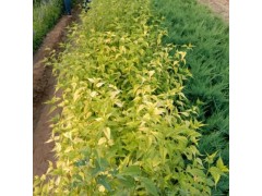 东北金叶榆小苗图3