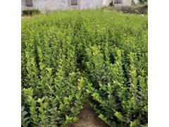 胶东卫矛批发，胶东卫矛基地直供，实地看苗选苗，货源足图1
