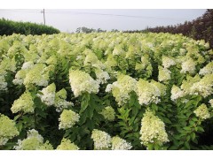 木绣球 木绣球价格 木绣球基地 自产自销大苗园林绿化苗木绣球图1