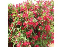 红王子锦带小苗图2