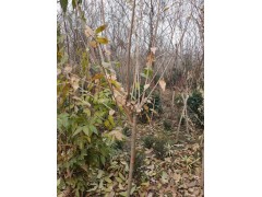 基地供应腊梅 精品腊梅销售 基地直销腊梅花图1