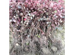 精品红花继木 直销园林绿化红花继木 20-40公分红花继木图1