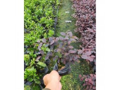 精品红花继木 直销园林绿化红花继木 20-40公分红花继木图2