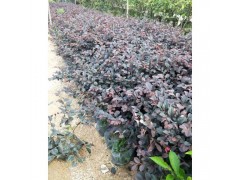精品红花继木 直销园林绿化红花继木 20-40公分红花继木图3