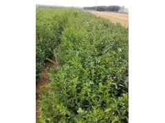 水腊苗/金叶水腊图2