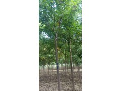山东北栾价格 菏泽北栾批发基地  北栾工程树移栽图1