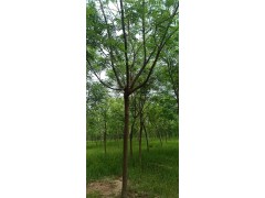 山东北栾价格 菏泽北栾批发基地  北栾工程树移栽图2