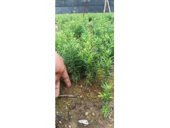 2年红豆杉苗0.8-1.5元 东北红豆杉基地图1