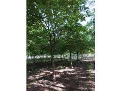出售南栾树 南栾基地 各种规格 山东18公分南栾乔木 栾树图1