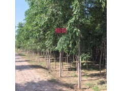 榆树 白榆 绿化苗木榆树 榆树价格 榆树盐碱地图1
