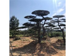 常年现货直供造型景松 造型油松 造型黑松 量大从优图1