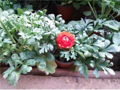 批发芹叶牡丹 花毛茛 花毛茛价格 芹叶牡丹基地直销图1