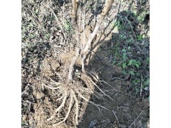 优质牡丹苗批发 油用牡丹种植厂家直销 价格优惠图1