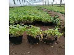 千屈菜 千屈菜价格 千屈菜杯苗 供应千屈菜 千屈菜图1