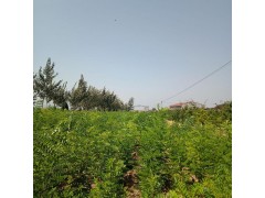 刺槐 刺槐价格 刺槐基地 河北刺槐 博野刺槐图1