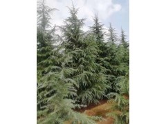 雪松降价销售 苗圃自产自销图1