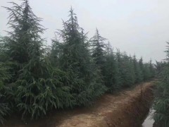 雪松降价销售 苗圃自产自销图3